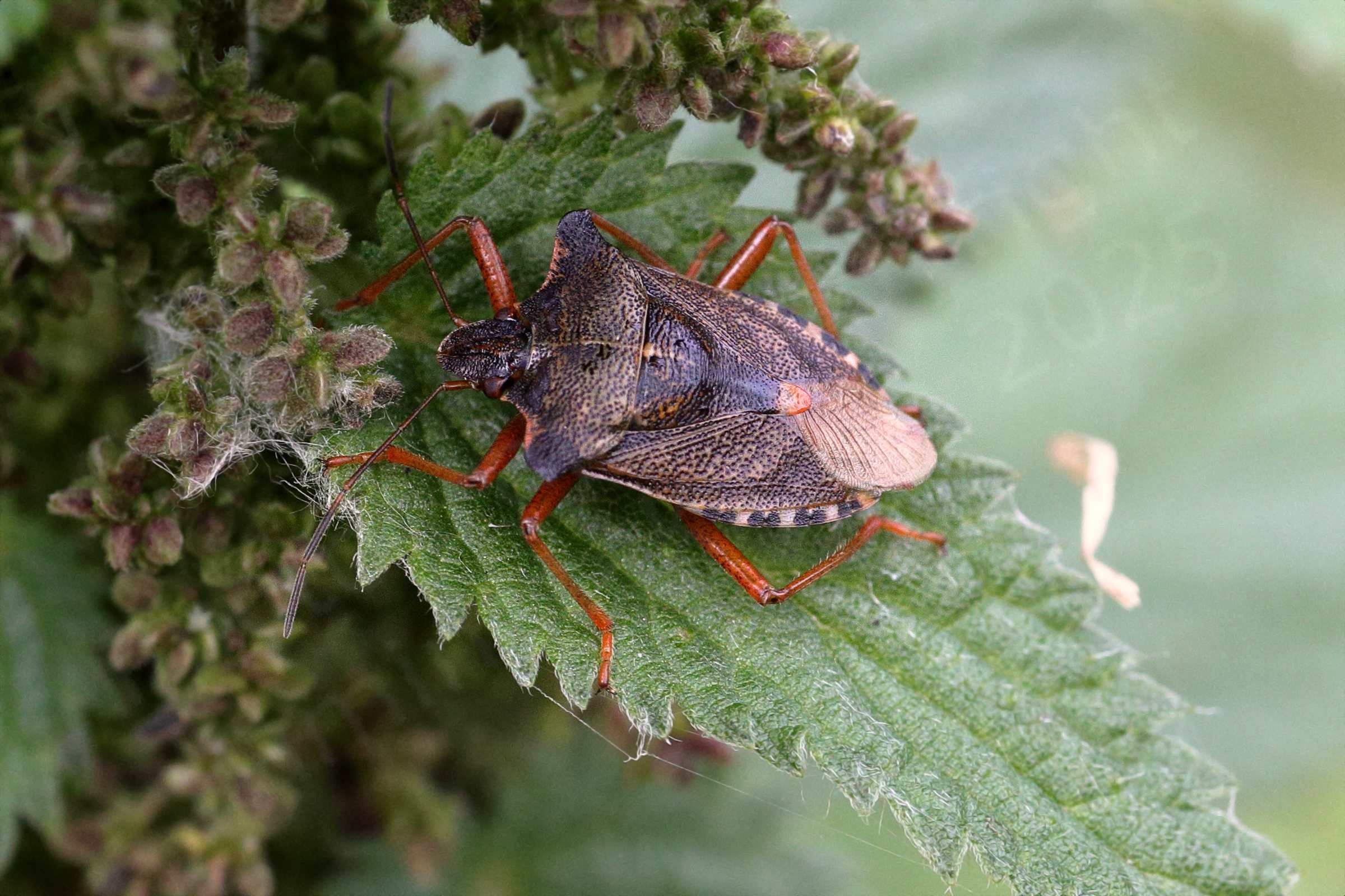 A Red Legged Shieldbug living up to its name with bright orangey red legs attached to a mottled brown and cream bug.