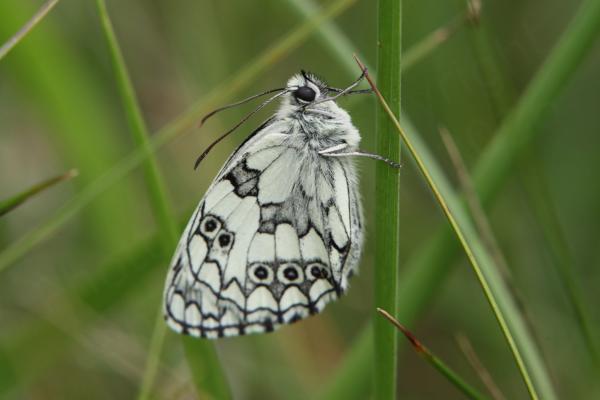 A Marbled White Butterfly at rest with folded wings showing the intricate black and grey patterns on the white underwings.