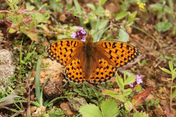 A rather hairy Dark Green Fritillary Butterfly displaying bright orange brown colouration with fine black markings and a faint whitish border around the edges of its wings.