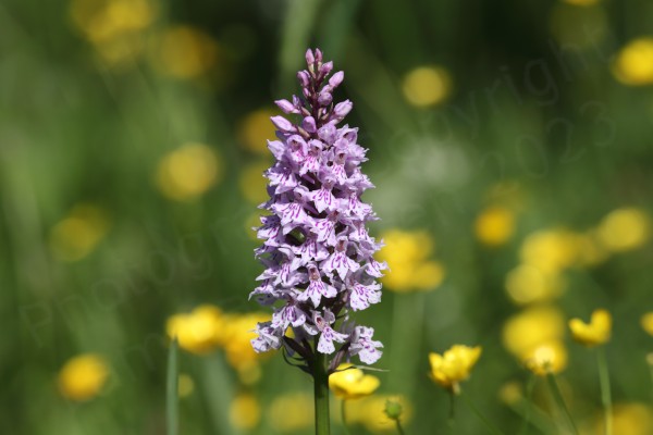 Surrounded by green grass and yellow flowers is a large light purple coned shaped flower made up of multiple smaller flowers with darker purple markings on the petals.