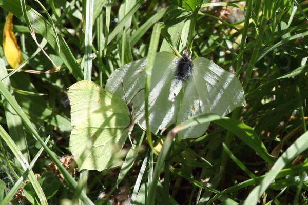 A large pale green butterfly rests with its wings spread exposing a yellow spot on each wing whilst another butterfly of the same species perhaps with romance in mind looks on.