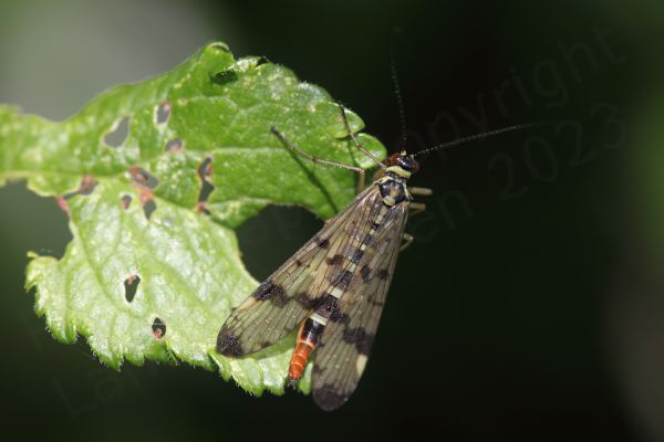 The Scorpion Fly is a very distinctive looking insect with its black chequered markings on translucent wings and a pale yellow and black body leading to a red tail which in the male is curled upwards rather like a scorpions.