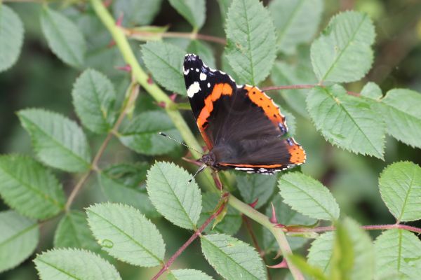The Red Admiral is a large mostly black Butterfly with a wide orangy red stripe along the middle of the upper forewings and white blotches towards the wing tips.