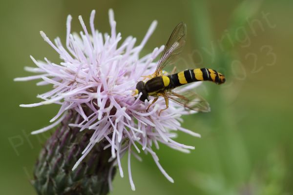 A small and very slender black and yellow Hoverfly is feeding on what looks like a Knapweed flower.