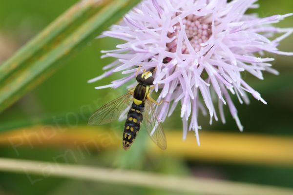 A small slender Hoverfly whose upper side is mostly black with yellow markings is enjoying a lilac coloured Knapweed flower.