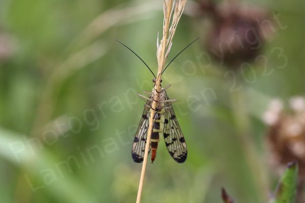 The Scorpion Fly is a very distinctive looking insect with its black chequered markings on translucent wings and a pale yellow and black body leading to a red tail which in the male is curled upwards rather like a scorpions.