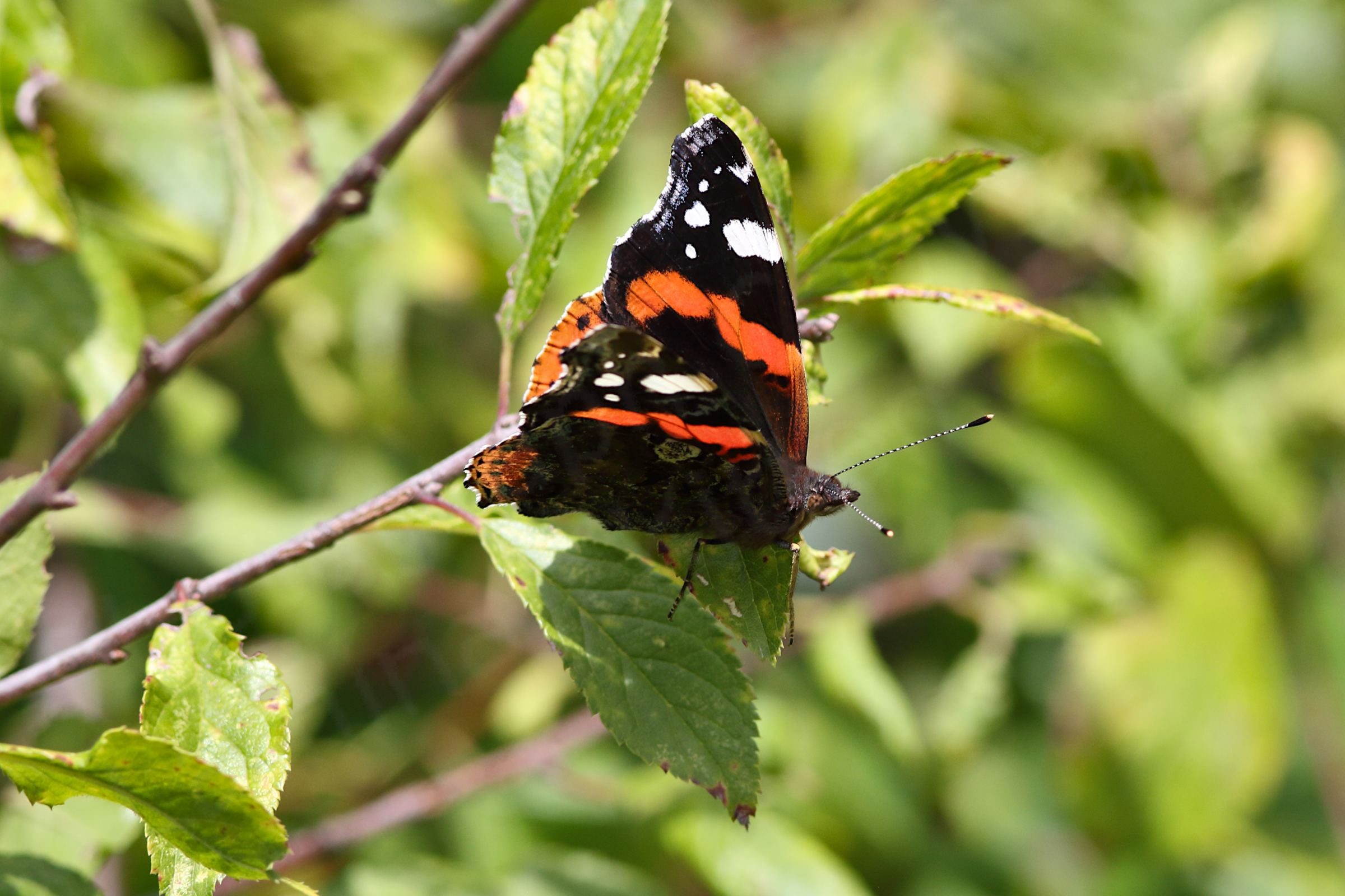 The Red Admiral is a large mostly black Butterfly with a wide orangy red stripe along the middle of the upper forewings and white blotches towards the wing tips.