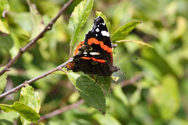 The Red Admiral is a large mostly black Butterfly with a wide orangy red stripe along the middle of the upper forewings and white blotches towards the wing tips.