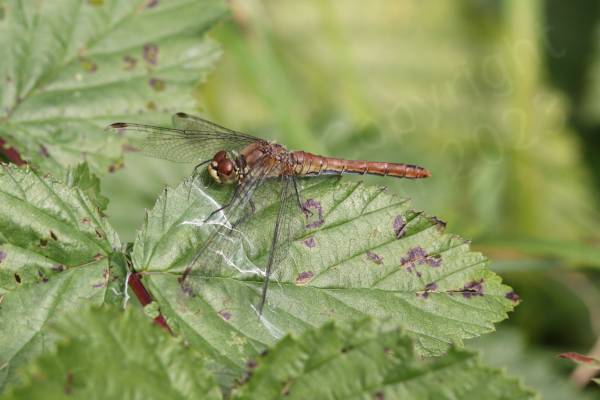Superficially similar to the Common Darter the Ruddy Darter is a smallish Dragonfly with the same habit of resting on sticks but the mature male is a rich red colour and the females yellow brown both have dark black legs with no vertical stripes.