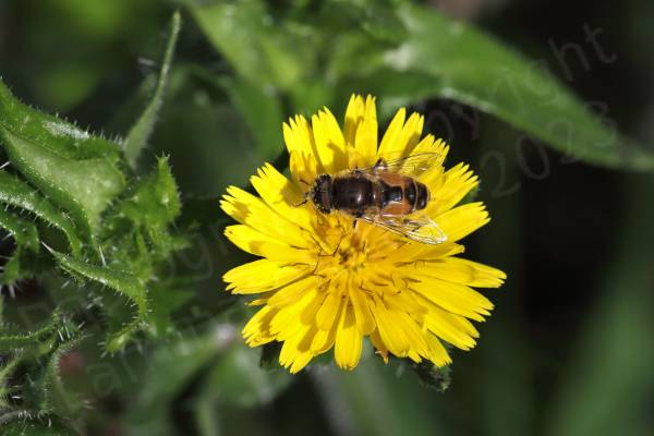 Against a green backdrop of leaves a bright yellow flower is visited by a stout looking  orange and black hoverfly which has a dusting of yellow pollen over its head and eyes