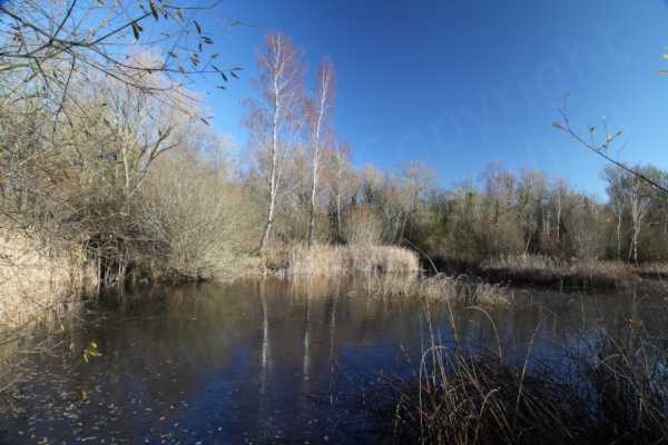 A bright blue sky overlooks two tall Silver Birches surrounded by smaller trees which along with the golden brown of autumn rushes are reflected in the small frozen lake in the foreground.