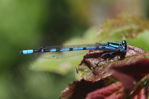 The mature male Common Blue Damselfly is a bright blue medium sized Damselfly with very distinctive small black mushroom shaped markings along the upper half of its abdomen.