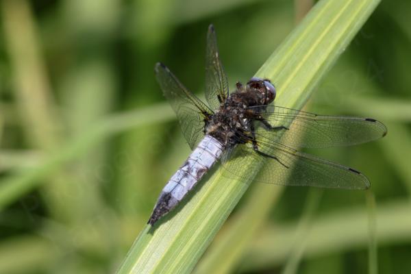 A medium sized mature male Dragonfly with a dark brown hairy thorax and a greyish blue abdomen and eyes.