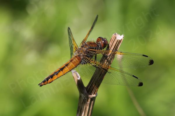 A female Scarce Chaser Dragonfly in a beautiful golden brown colour with the identifying black bell shaped markings on the abdomen.