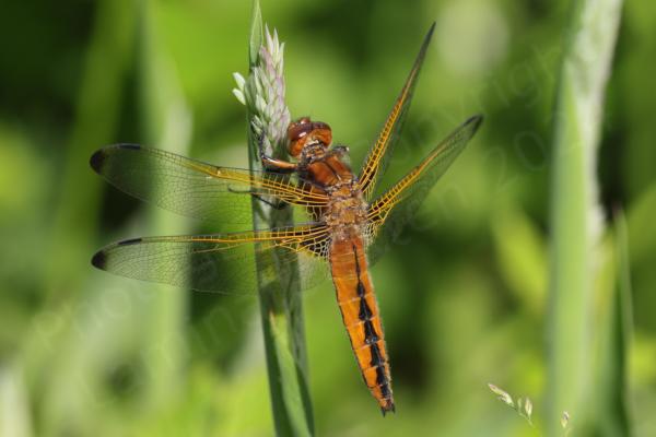 A female Scarce Chaser Dragonfly in a beautiful golden brown colour with the identifying black bell shaped markings on the abdomen and black smudges on the wingtips.