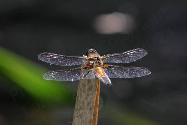 Facing away from the camera and surveying a pond is a Four spotted Chaser Dragonfly with a silver haired golden brown body and narrow yellow markings along the side of the abdomen.