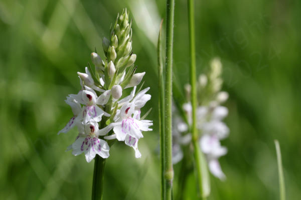 A cone shaped Common spotted orchid is just starting to open its flowers showing the delicate pink markings on the white flowers.