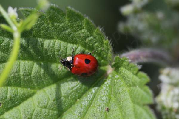 A small red glossy ladybird with a white face and just 2 large black spots on its elytra.
