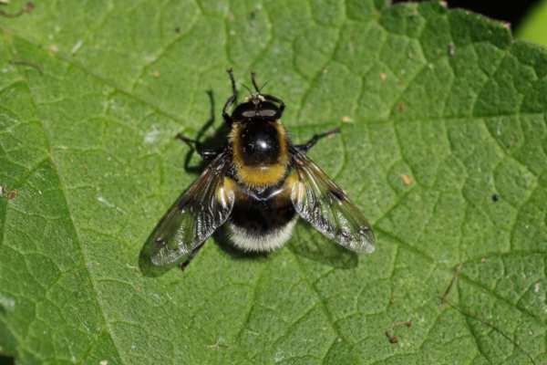 A very furry bumblebee mimic this Hoverfly is golden brown with a dark brown thoracic dorsum and a white tail.