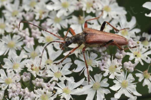A large coppery brown lightly haired beetle with black head and neck and very long copper coloured antenna is feeding on a white umbelliferous flower.