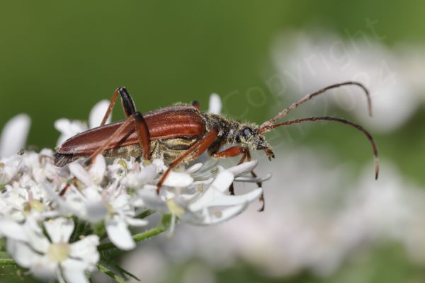 A side view of a Variable Longhorn Beetle showing not just the coppery brown elytra but also the much lighter brown underside.