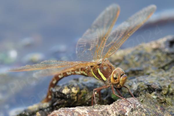 The Brown Hawker is a large brown Dragonfly with golden brown coloured wings and yellow stripes down the side of the thorax.