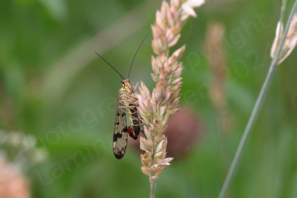 The Scorpion Fly is a very distinctive looking insect with its black chequered markings on translucent wings and a pale yellow and black body leading to a red tail which in the male is curled upwards rather like a scorpions.
