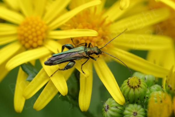 A bright yellow Ragwort flower is enjoying the attentions of a small male Thick legged Flower Beetle whose almost metallic green body is glistening in the sun.