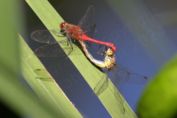Superficially similar to the Common Darter the Ruddy Darter is a smallish Dragonfly with the same habit of resting on sticks but the mature male is a rich red colour and the females yellow brown both have dark black legs with no vertical stripes.