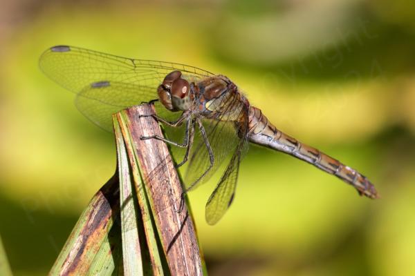 The Common Darter is a smallish Dragonfly with a habit of perching on branches waiting for its prey and varies in colour from bright red in males to dullish yellow brown in females and various shades in between.