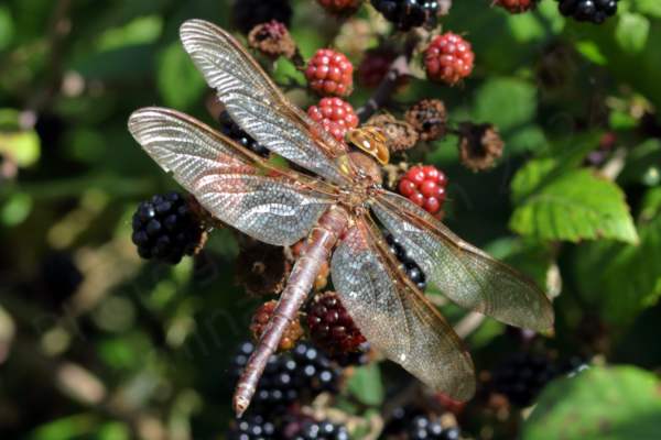 The Brown Hawker is a large brown Dragonfly with golden brown coloured wings and yellow stripes down the side of the thorax.
