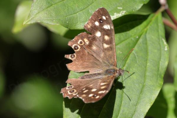 The Speckled Wood Butterfly is a brown medium sized Butterfly with lots of cream coloured blotches and eye spots on the upper wings.