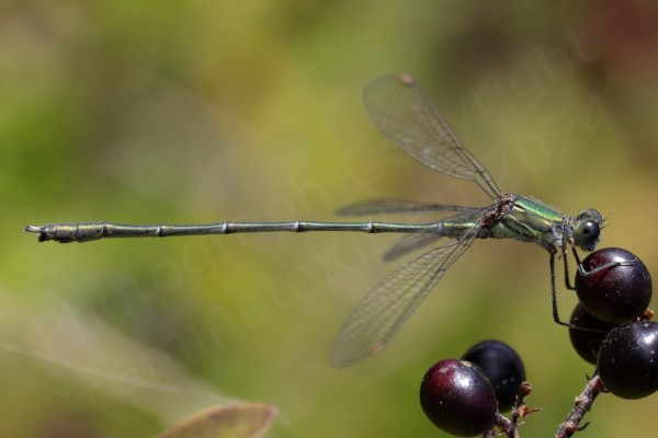 The male Willow Emerald Damselfly is a large slender metallic green Damselfly with light brown pterostigma and often rests with its wings partially spread out.