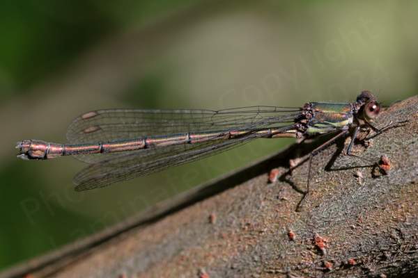 The female Willow Emerald Damselfly is a large slender metallic green or when mature a coppery brown coloured Damselfly with light brown pterostigma and like the male often rests with its wings partially spread out.