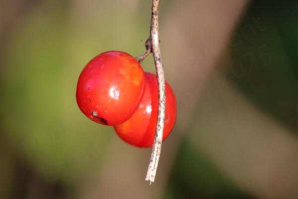 Two round bright red berries attached to a slender twig are illuminated by the afternoon sun.