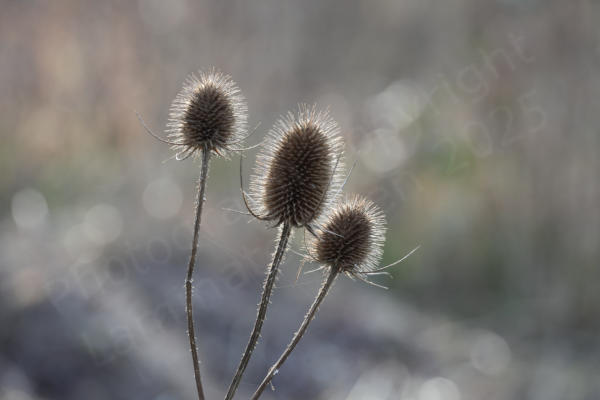 A trio of spiky brown Teasel heads are backlit by the low February sun.