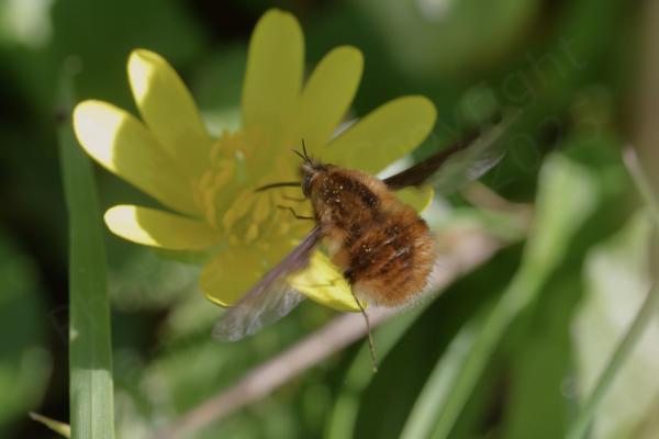 A furry pear shaped golden brown bee fly is feeding from a bright yellow flower.