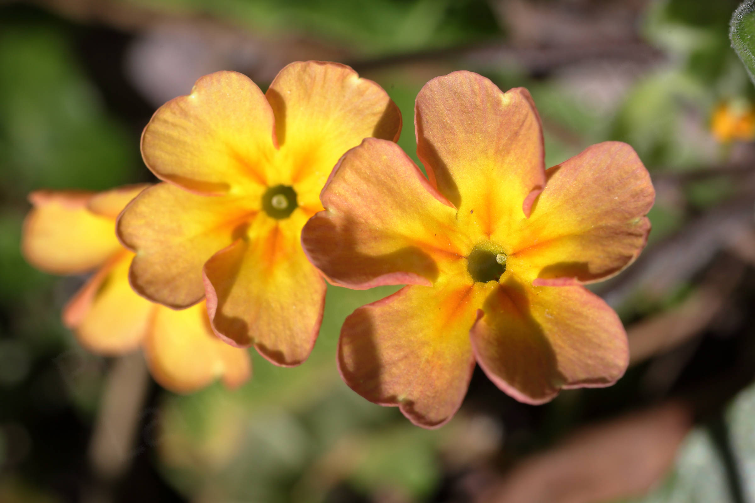 A trio of large Primrose type flowers with a deep yellow centre turning to a dark orange colour on the outer edges of the petals.