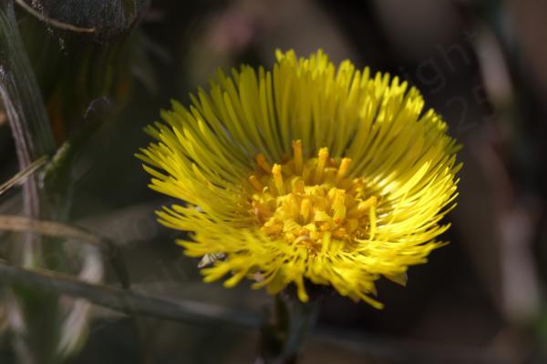 A single bright yellow flower similar to a dandelion.