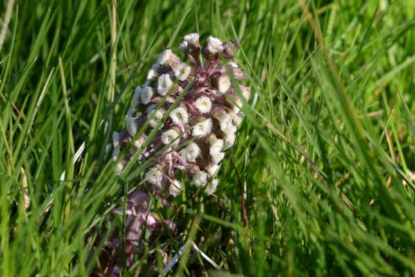 A large Butterbur flower in long green grass.