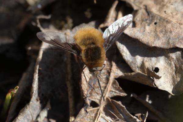 A bee fly is resting on some old leaves and is facing towards us showing off its long proboscis.