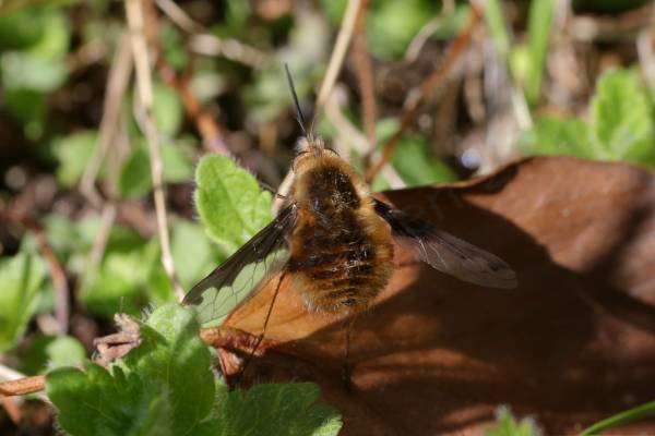 A bee fly at rest and facing away from us.