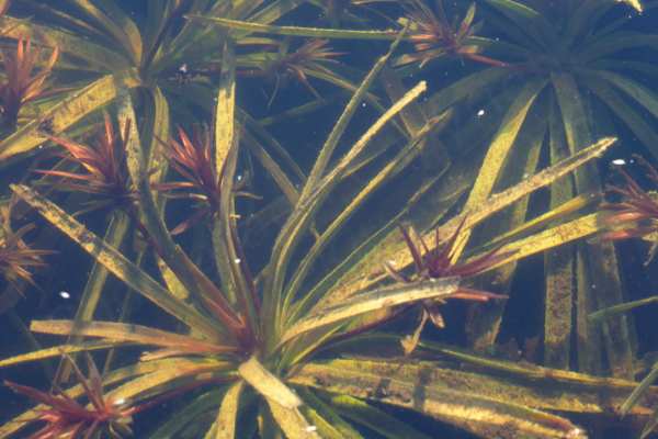 Green Water Soldier plants beneath the surface of the water looking a little like the tops of pineapples.
