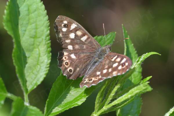 This pale brown Speckled Wood Butterfly is resting with its wings open displaying numerous white markings.