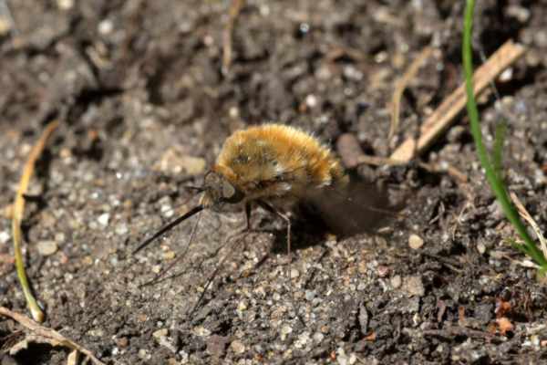 A golden brown Bee Fly hovering just above the ground with its long legs just skimming the surface.