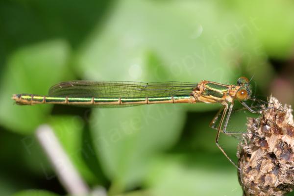 A female Emerald Damselfly with glossy metallic green upper body and light brown lower body.