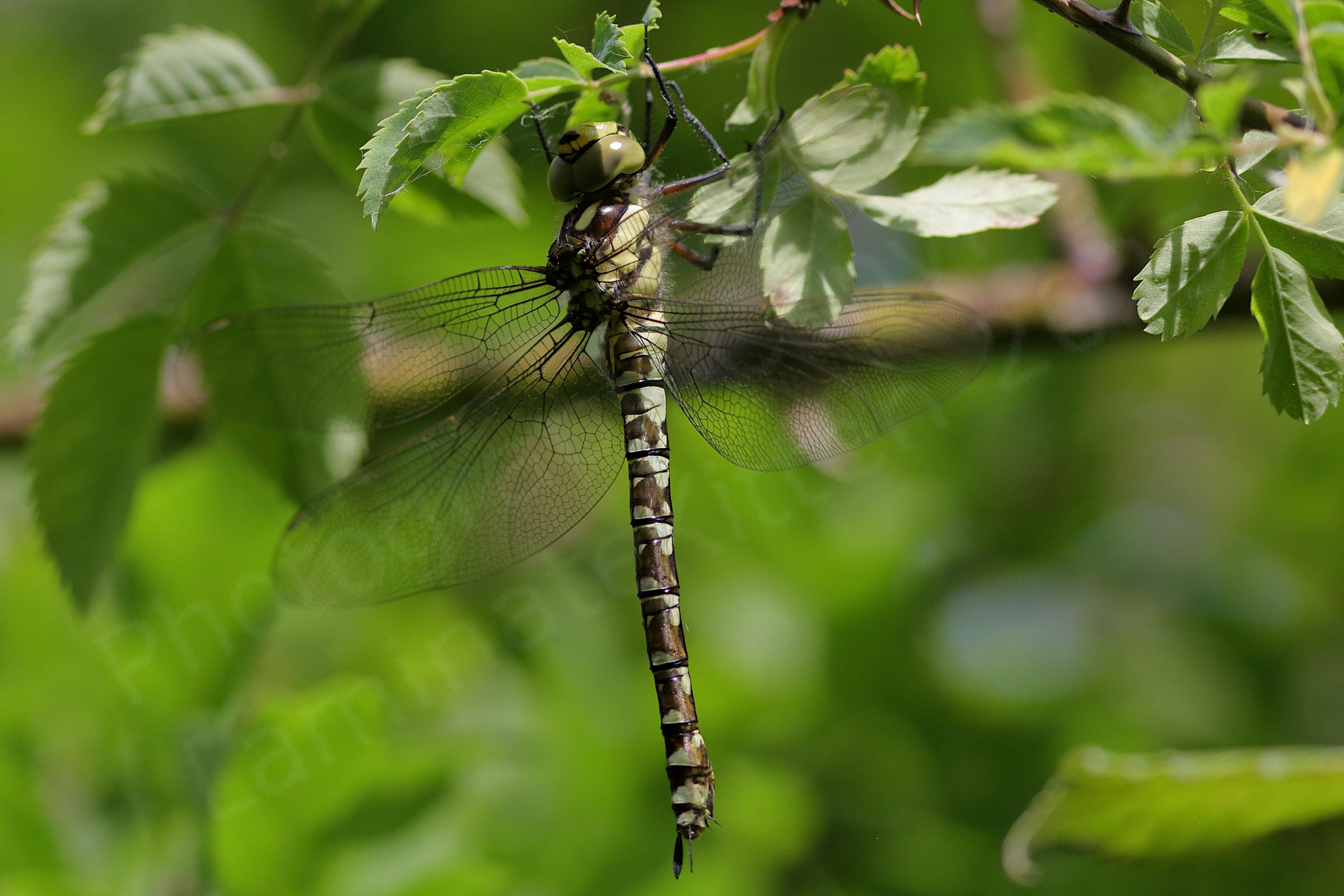 A large Dragonfly mostly brown in colour but with lots of lighter almost cream coloured markings.