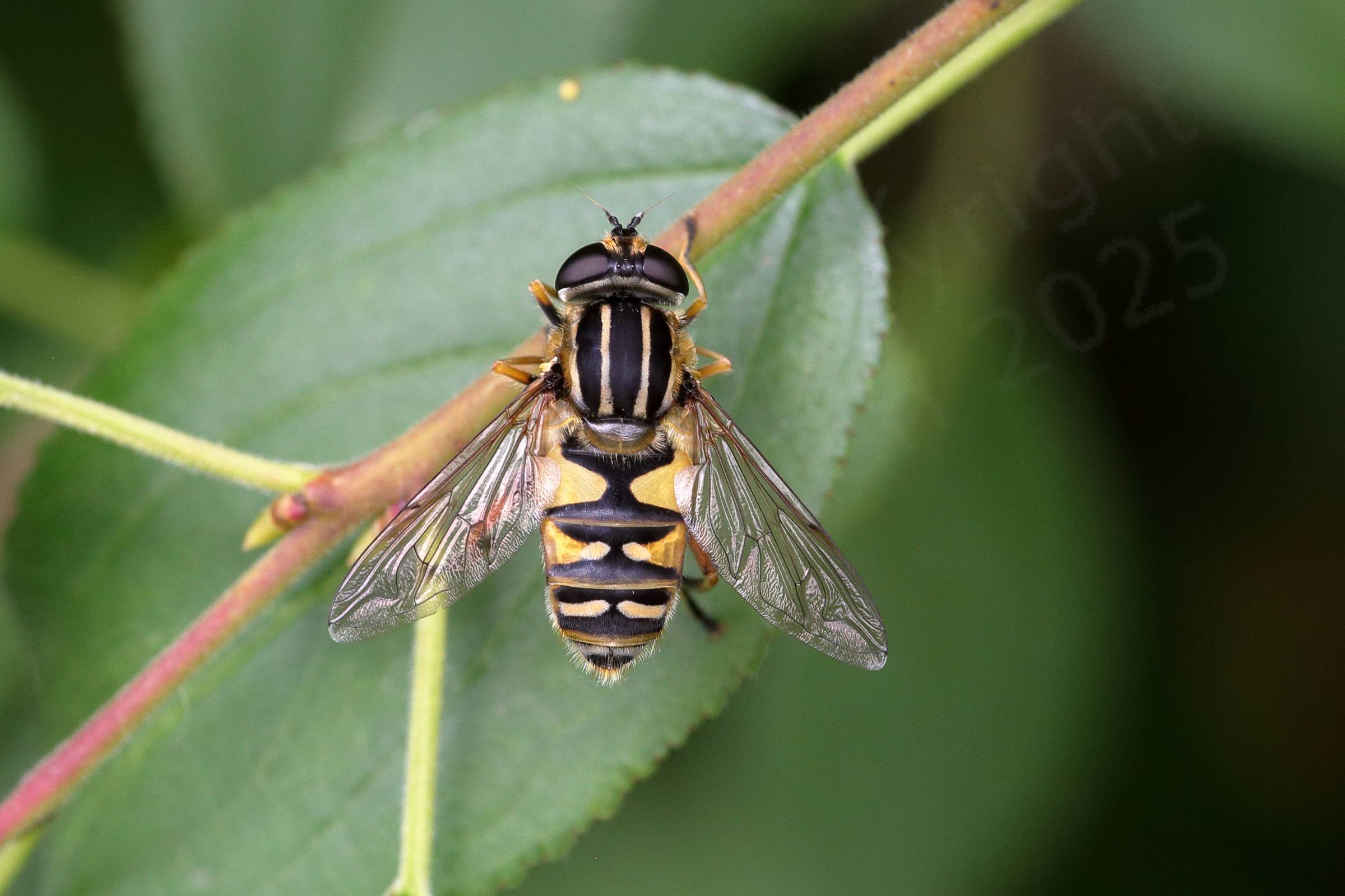 A medium sized hoverfly in yellow and dark brown to black with short golden hairs.