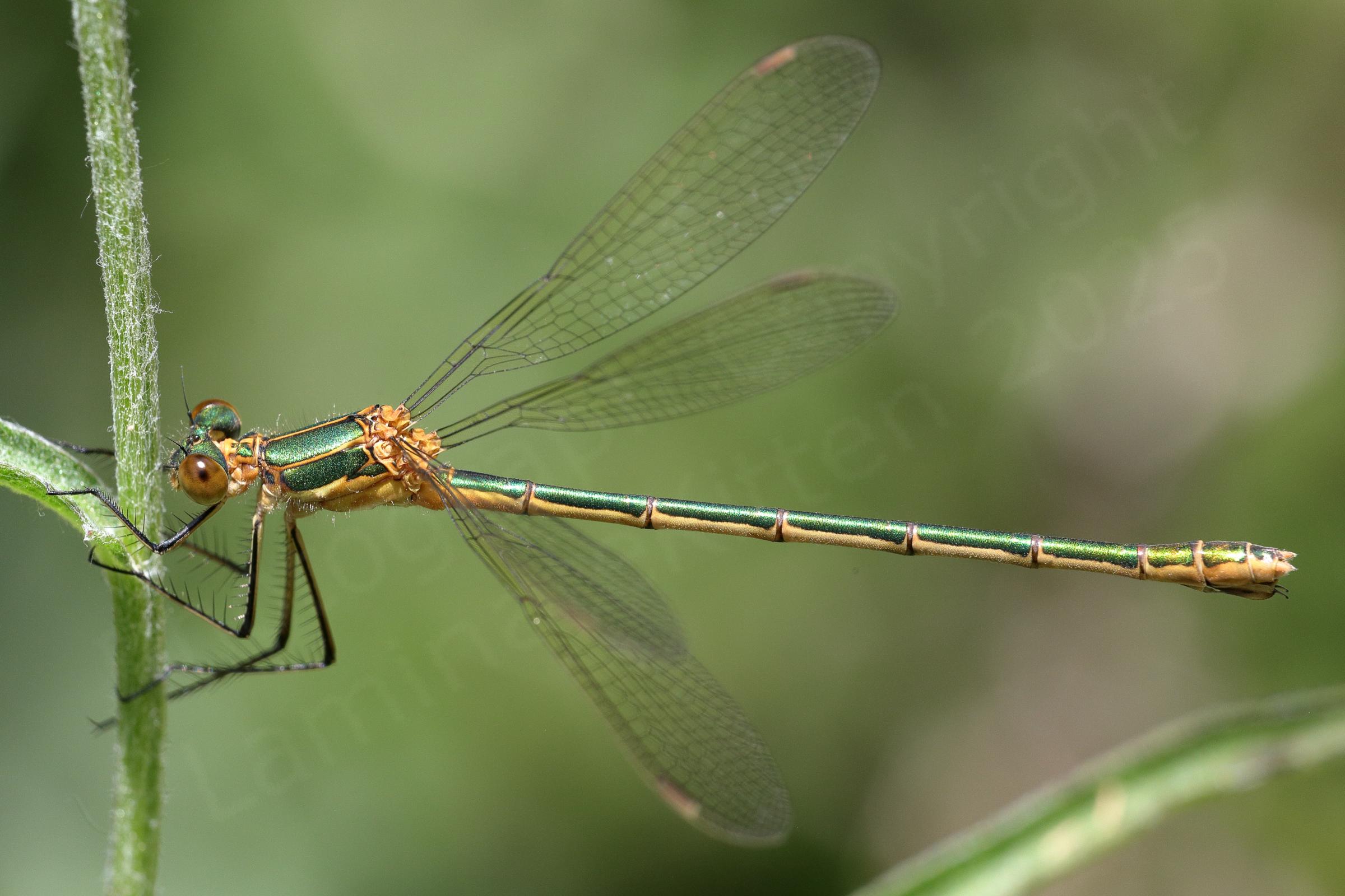 An Emerald Damselfly with glossy metallic green upper body and pale creamy brown lower and eyes.