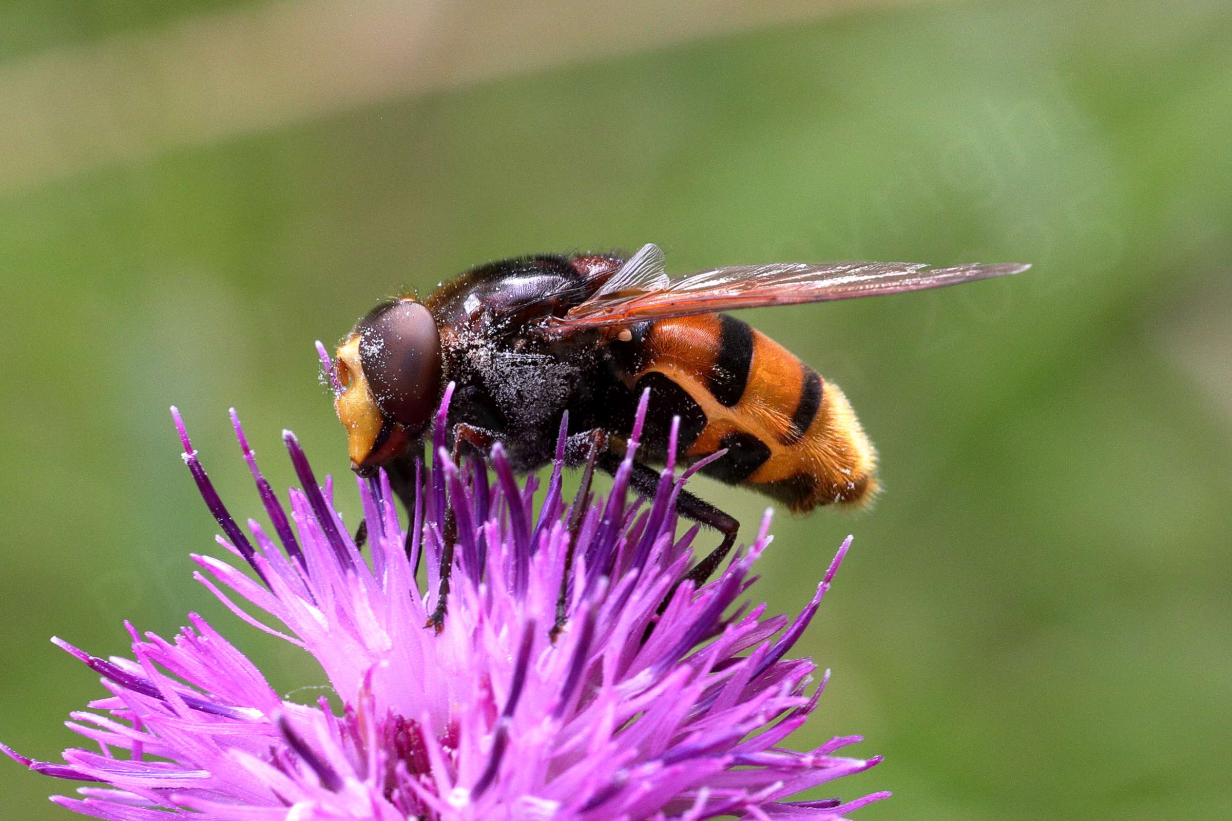A large Hoverfly similar in appearance to a Hornet is perched on top of a purple Knapweed flower.